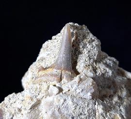 cf. Araloselachus cuspidatus (AGASSIZ 1843) - Bild © FossNet FossilienStore